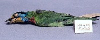 五色鳥藏品圖，第2張